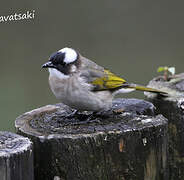 Light-vented Bulbul