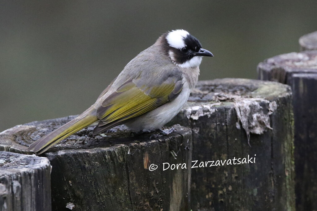 Bulbul de Chineadulte, identification