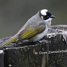 Bulbul de Chine
