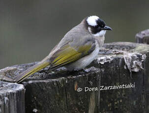 Bulbul de Chine