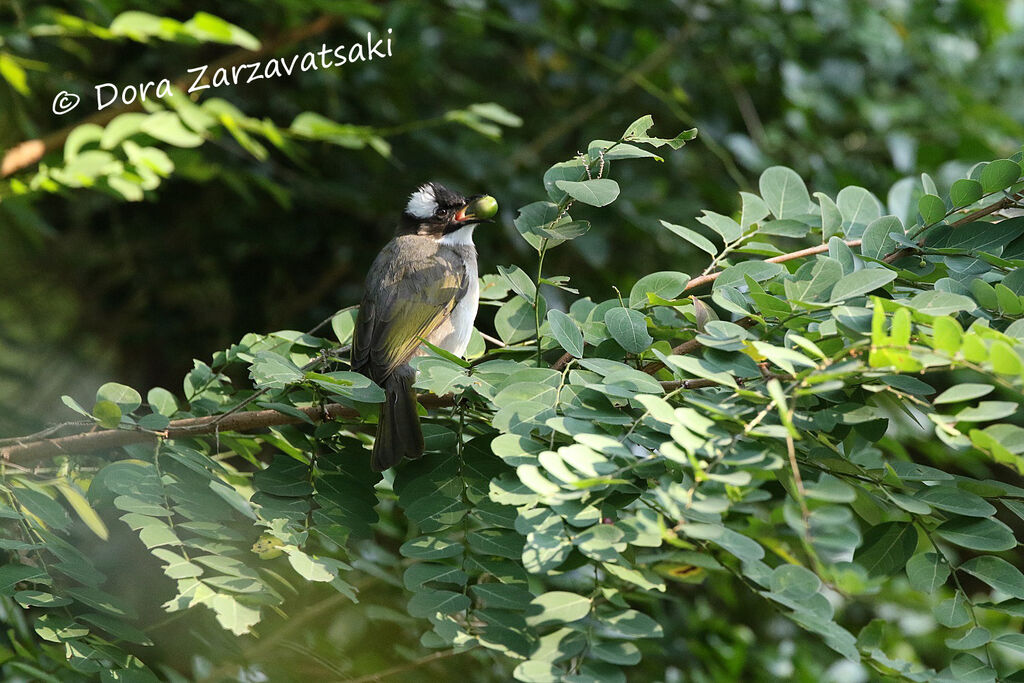 Bulbul de Chineadulte, identification, mange