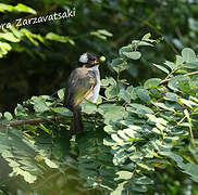 Light-vented Bulbul