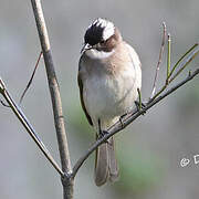 Light-vented Bulbul