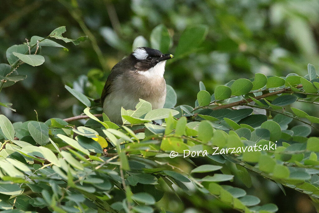 Bulbul de Chineadulte, identification, mange