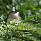 Bulbul de Chine
