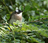 Light-vented Bulbul