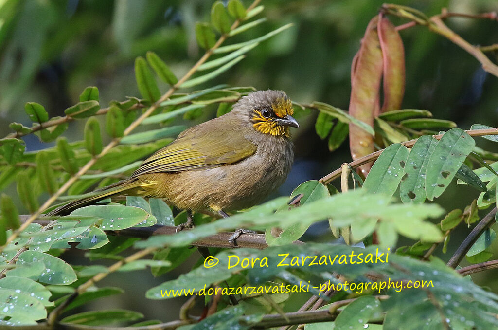 Stripe-throated Bulbuladult, identification