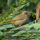 Bulbul de Finlayson