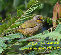 Stripe-throated Bulbul