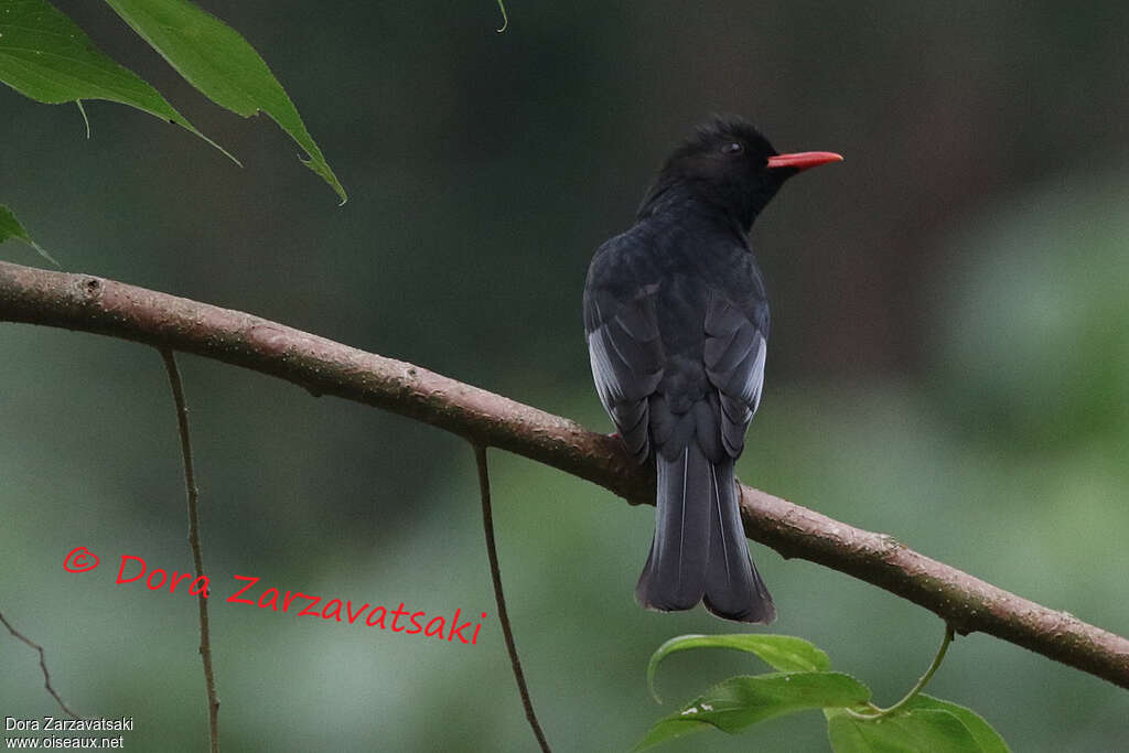 Bulbul noiradulte