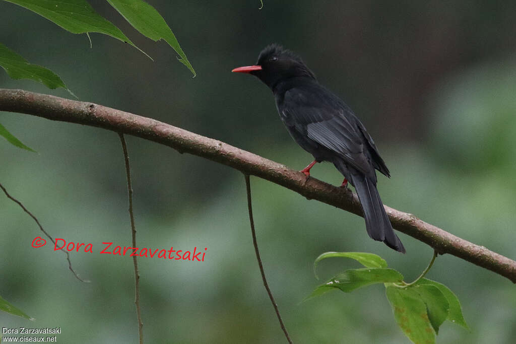 Bulbul noiradulte, identification