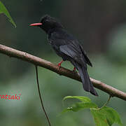 Bulbul noir