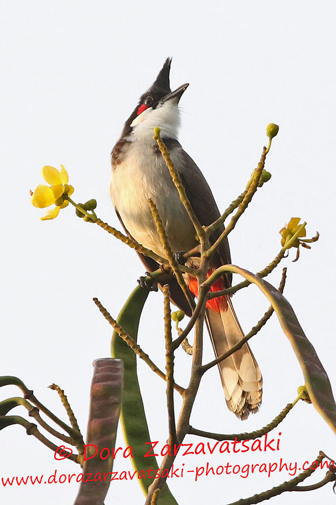 Bulbul orphéeadulte, identification