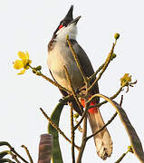 Red-whiskered Bulbul