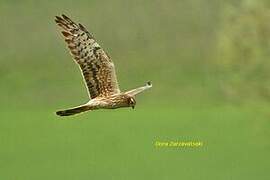Montagu's Harrier