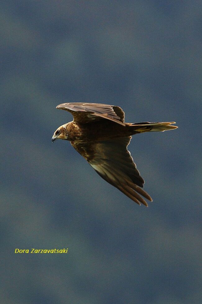 Western Marsh Harrier