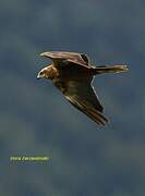 Western Marsh Harrier