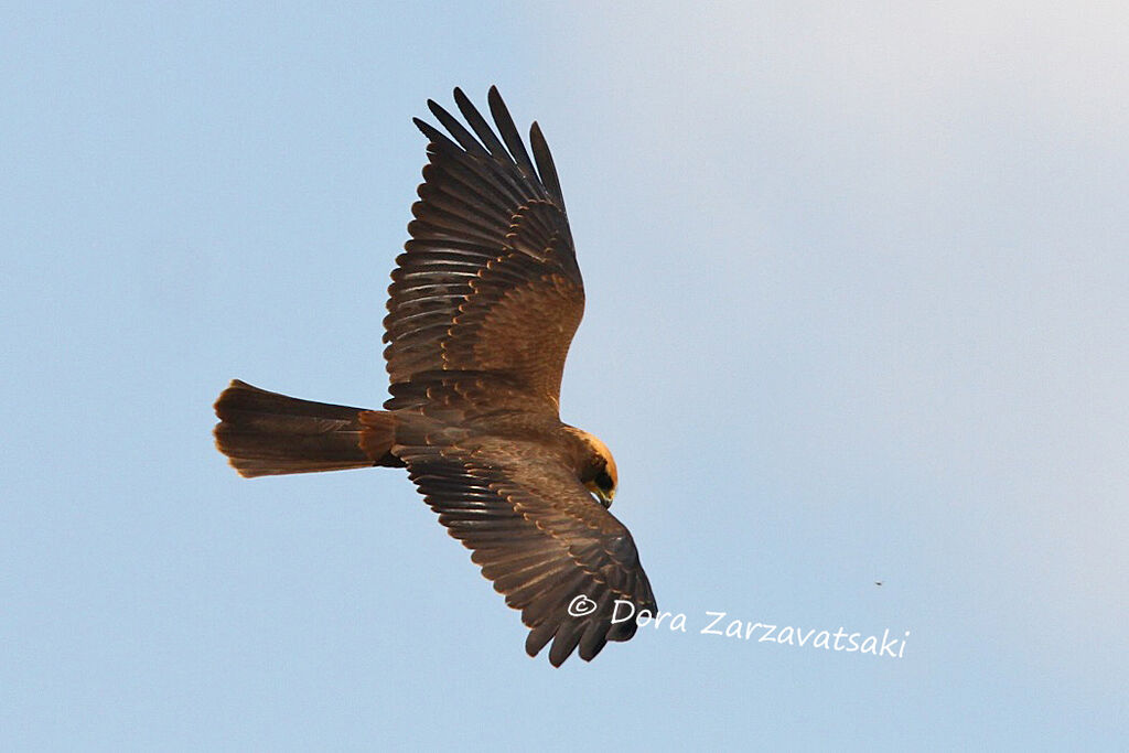 Western Marsh Harrier