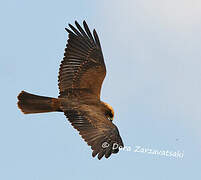 Western Marsh Harrier