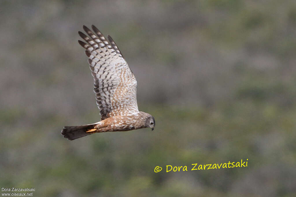 African Marsh Harrieradult, identification