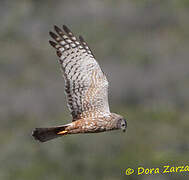 African Marsh Harrier