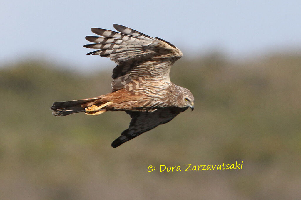 African Marsh Harrieradult breeding, Flight