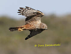 African Marsh Harrier