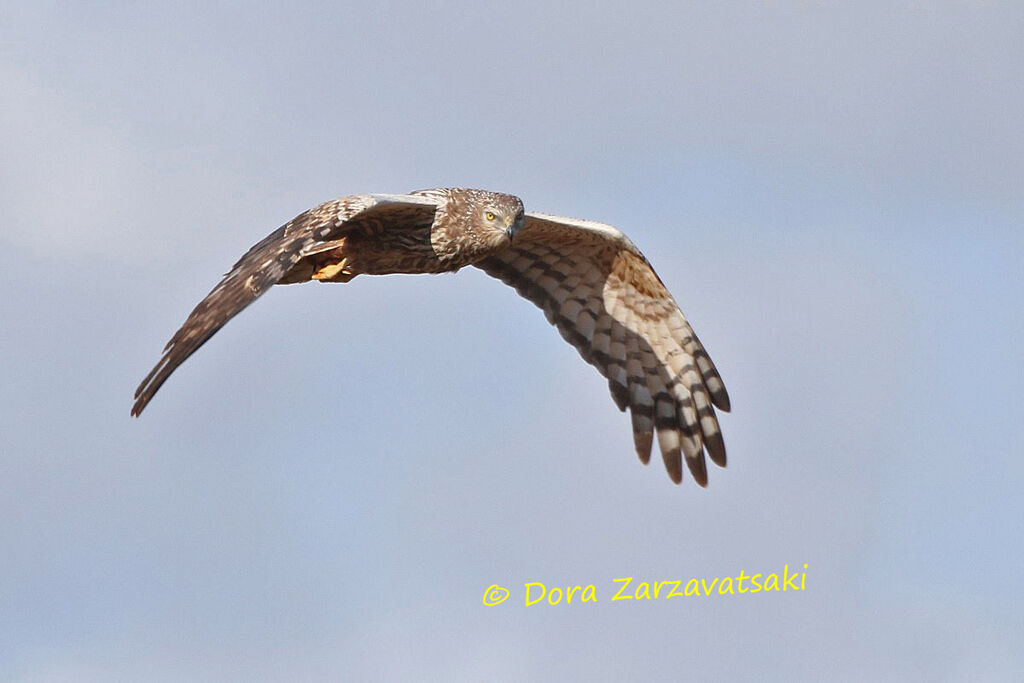 African Marsh Harrieradult, Flight