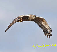 African Marsh Harrier