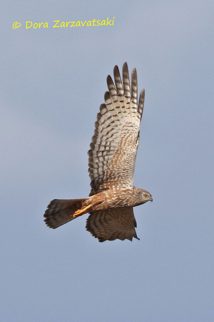 African Marsh Harrieradult, Flight