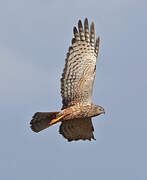 African Marsh Harrier