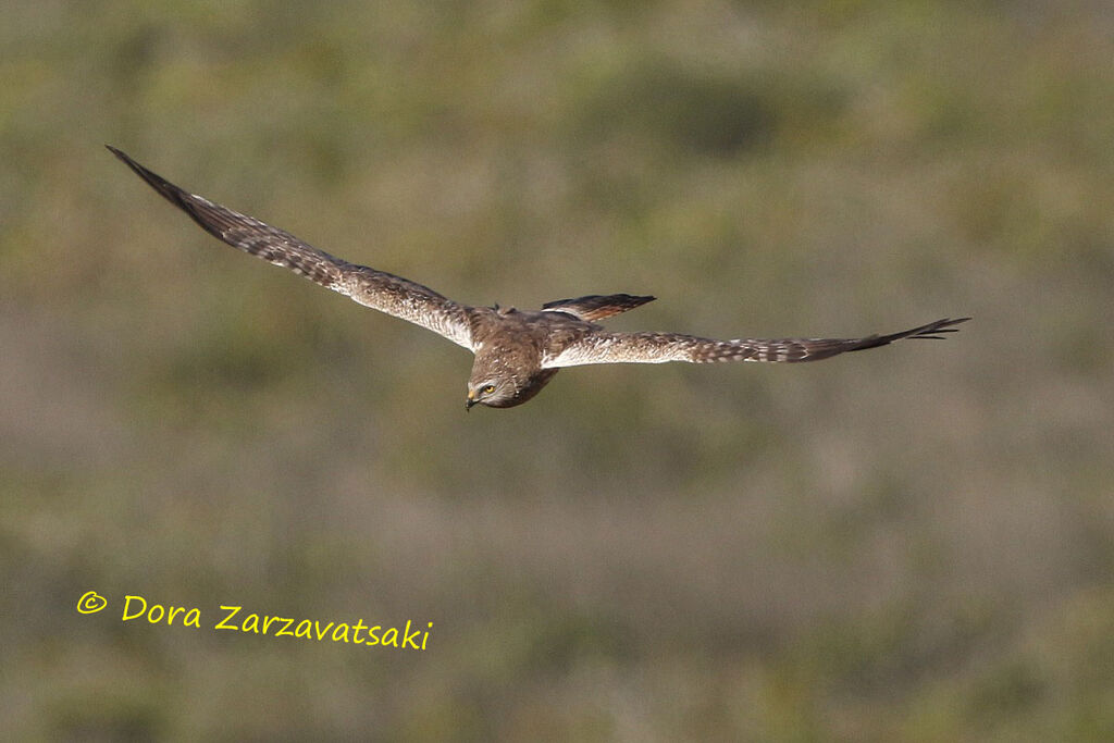 African Marsh Harrieradult breeding, Flight