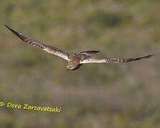 African Marsh Harrier