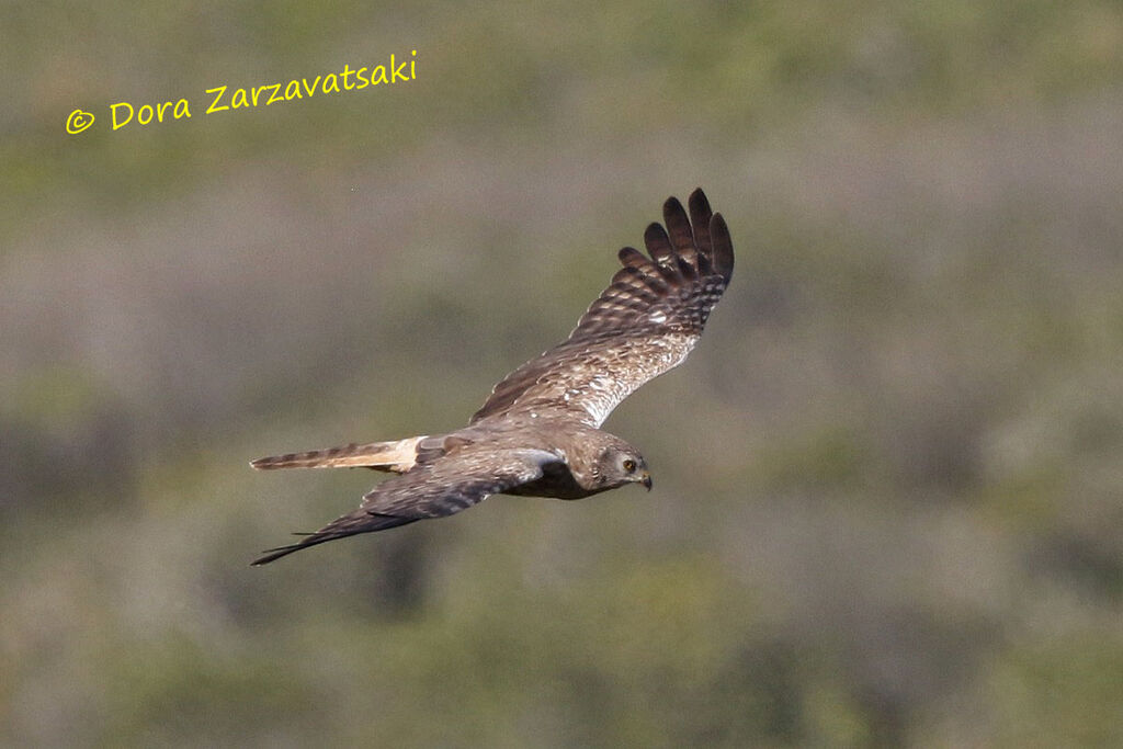 African Marsh Harrieradult, Flight