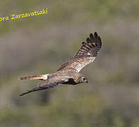 African Marsh Harrier