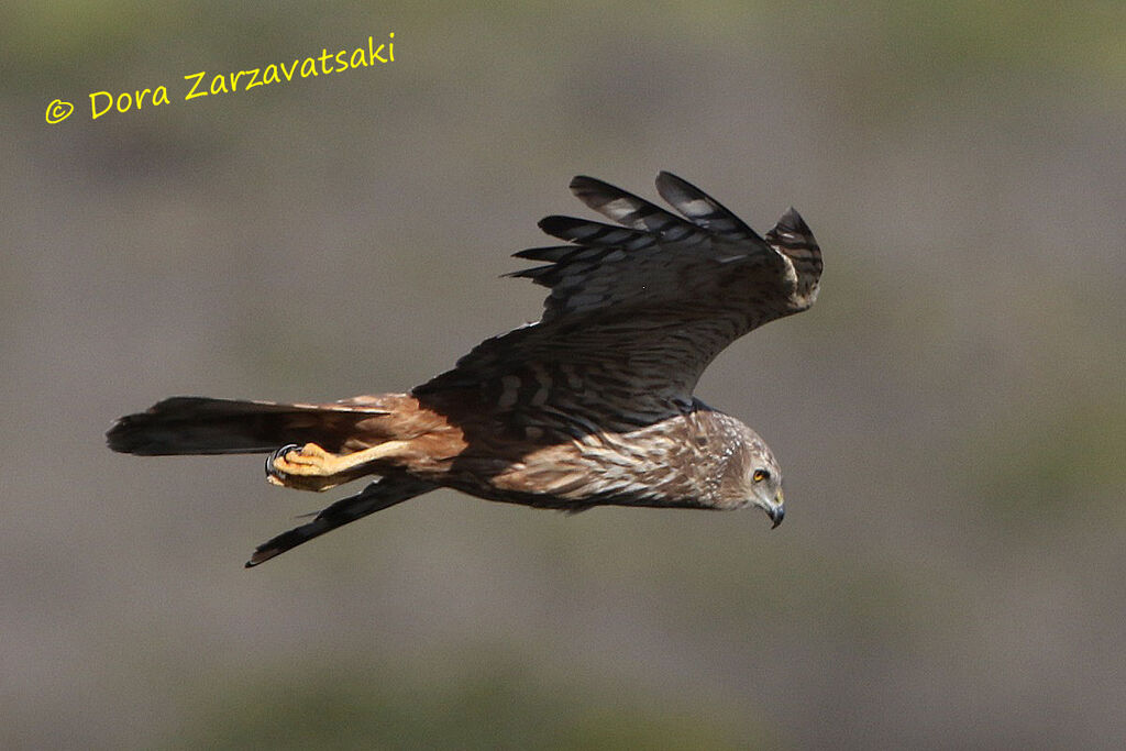 African Marsh Harrieradult breeding, Flight