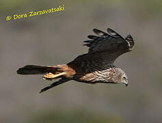 African Marsh Harrier