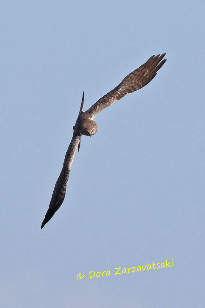 African Marsh Harrieradult breeding, Flight