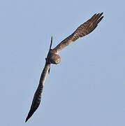 African Marsh Harrier