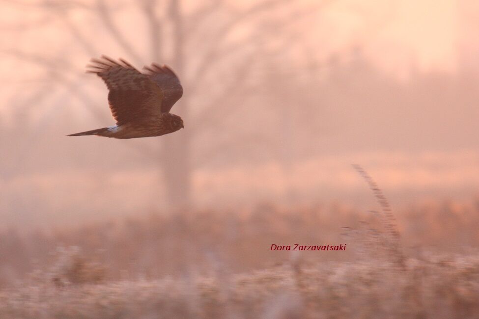 Hen Harrier