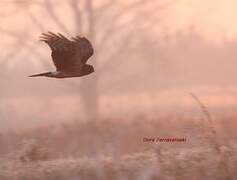 Hen Harrier