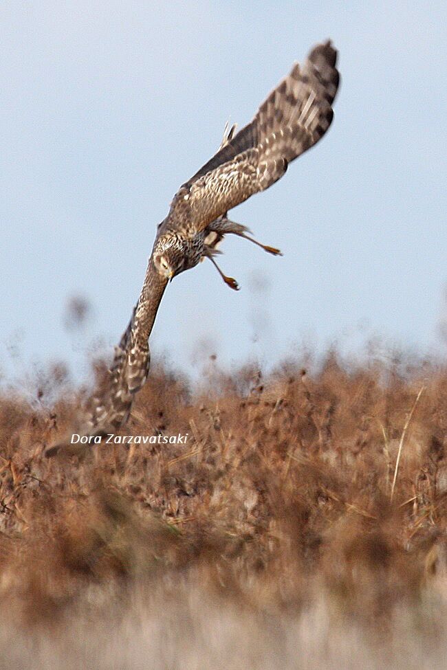 Hen Harrier