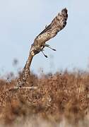 Hen Harrier