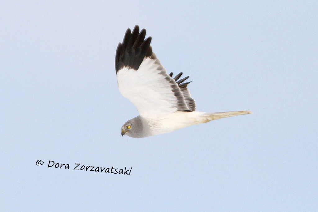 Hen Harrier male adult, Flight