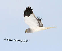 Hen Harrier