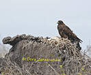 Buse des Galapagos