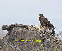 Galapagos Hawk