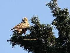 Long-legged Buzzard