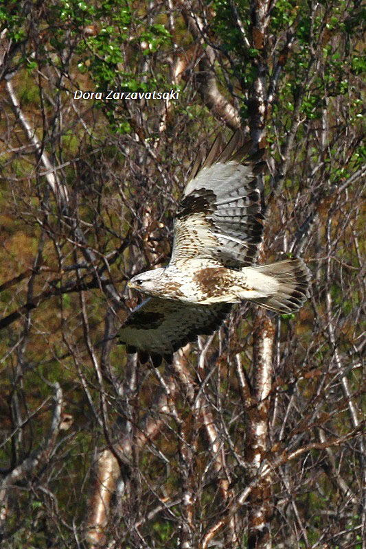 Rough-legged Buzzard