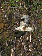 Rough-legged Buzzard